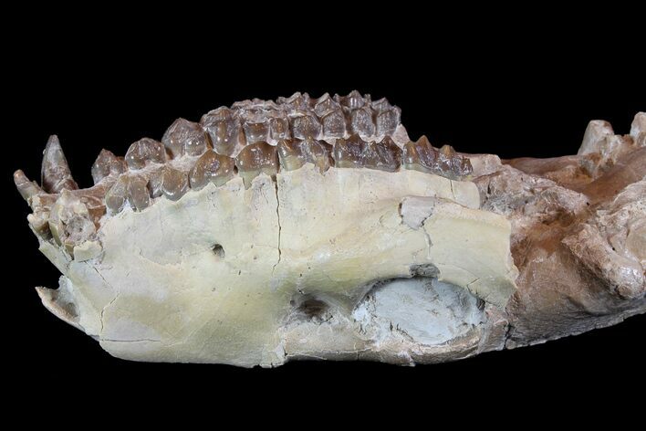 Oreodont (Merycoidodon) Partial Skull - Wyoming #77929